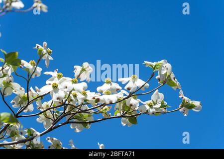 Blühender Hundehuh (Cornus florida), Isehara City, Präfektur Kanagawa, Japan Stockfoto