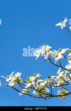 Blühender Hundehuh (Cornus florida), Isehara City, Präfektur Kanagawa, Japan Stockfoto