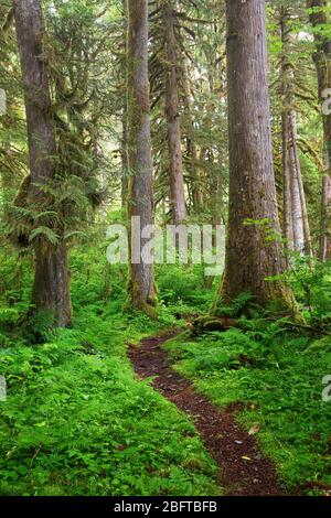 Baker River Trail durch alten Wald, North Cascades National Park, Whatcom County, Washington State, USA Stockfoto