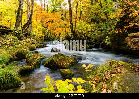 Der Oirase Mountain Stream fließt über die mit grünem Moos und fallenden Blättern bedeckten Felsen im bunten Herbstwald der Oirase Gorge in Towad