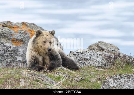 Weiblicher Grizzly Bear (Ursus Arctos) entlang Yellowstone Lake, Yellowstone National Park, Wyoming Stockfoto