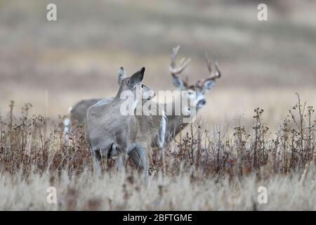 Weißschwanz-Hirschkuh (Odocoileus virginianus) während der Herbstruhe, West-USA, von einem Bock beschattet Stockfoto