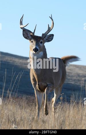 Weißschwanz-Hirschkuh (Odocoileus virginianus), Westliches USA Stockfoto