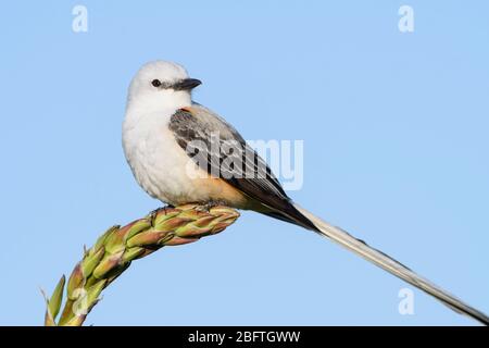 Scheren-Schwanzschnäpper (Tyrannus forficatus), Dallas, Texas Stockfoto