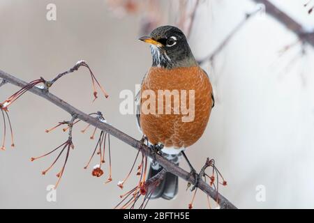 Amerikanischer Robin (Turdus migratorius) im Winter, Missoula, Montana