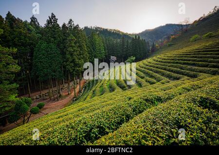 Beosong County, Südkorea - 18. APRIL 2020: Boseong County ist die Heimat der am höchsten produzierenden Teefelder in Korea, bekannt für die Qualität des Grüns Stockfoto