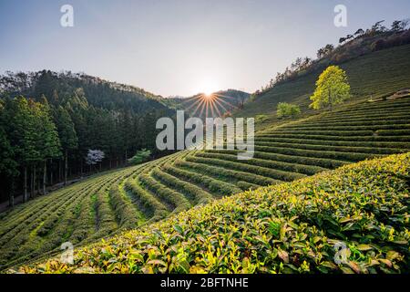 Beosong County, Südkorea - 18. APRIL 2020: Boseong County ist die Heimat der am höchsten produzierenden Teefelder in Korea, bekannt für die Qualität des Grüns Stockfoto