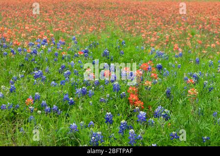 Wunderschöne Texas Bluebonnet Blumen wachsen in einem Stück Gras mit einer lebendigen, orangefarbenen Decke von indischen Paintbrush Blumen füllen den Hintergrund. Stockfoto