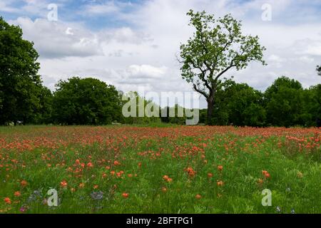 Ein Feld, das in einer Decke aus schönen, orangefarbenen indischen Paintbrush-Blumen in voller Blüte mit einem Hain von Bäumen im Hintergrund bedeckt ist. Stockfoto