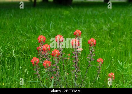 Eine Gruppe von lebendigen orange indischen Paintbrush Blumen wachsen in einem Feld voller üppiger, grüner Gras schaffen schönen Hintergrund der kostenlosen colo Stockfoto