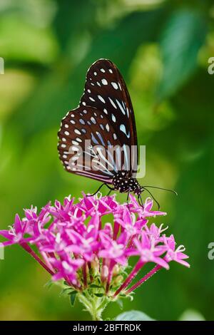 Blauer Tiger (Tirumala limniace) auf einer Blume sitzend, Deutschland Stockfoto