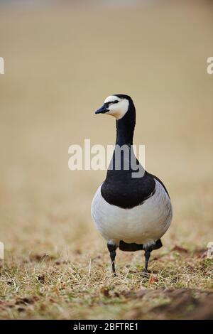 Barnakel-Gans (Branta leucopsis) auf einer Wiese, Bayern, Deutschland Stockfoto