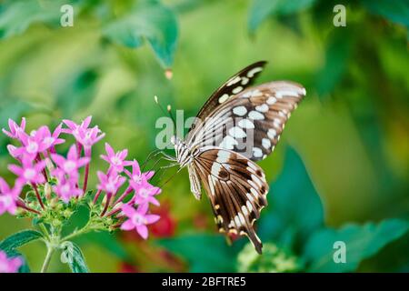 Riesenschwanzschwanz (Papilio cresphontes) auf einer Blume sitzend, Deutschland Stockfoto