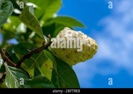 Noni Frucht (Morinda citrifolia) auf Baum, Big Island, Hawaii, USA Stockfoto