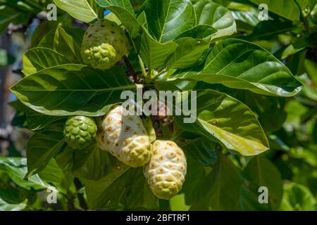 Noni Früchte (Morinda citrifolia) auf Baum, Big Island, Hawaii, USA Stockfoto