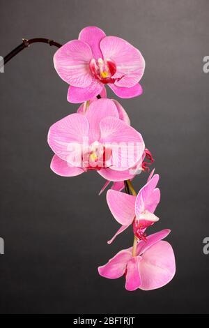 Schöne blühende Orchidee auf grauem Hintergrund Stockfoto