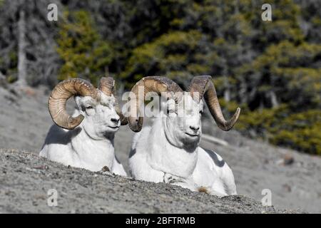 Dall Schafe (Ovis dalli), Widder sitzen auf dem Berghang, Kluane National Park, Yukon Territory, Kanada Stockfoto