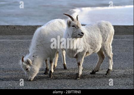 Zwei junge Dall Schafe (Ovis dalli), auf einer Mineraliensuche entlang des Alaska Highway, Kluane National Park, Yukon Territory, Kanada Stockfoto