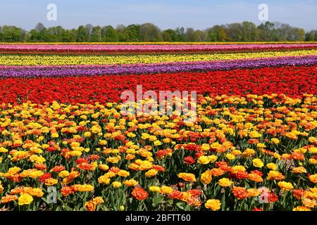 Bunte Tulpenfelder, in der Nähe von Grevenbroich, Nordrhein-Westfalen, Deutschland Stockfoto