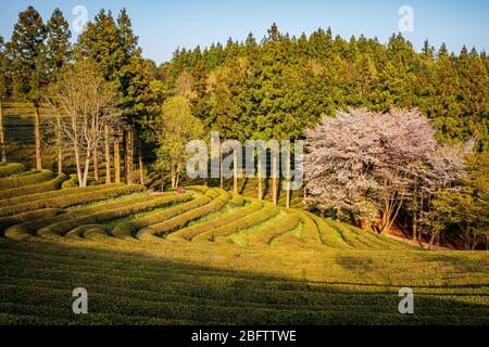 Beosong County, Südkorea - 18. APRIL 2020: Boseong County ist die Heimat der am höchsten produzierenden Teefelder in Korea, bekannt für die Qualität des Grüns Stockfoto