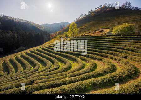 Beosong County, Südkorea - 18. APRIL 2020: Boseong County ist die Heimat der am höchsten produzierenden Teefelder in Korea, bekannt für die Qualität des Grüns Stockfoto