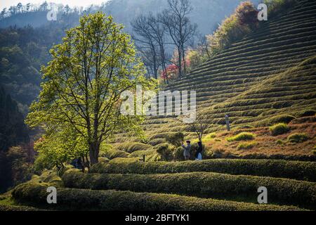 Beosong County, Südkorea - 18. APRIL 2020: Boseong County ist die Heimat der am höchsten produzierenden Teefelder in Korea, bekannt für die Qualität des Grüns Stockfoto