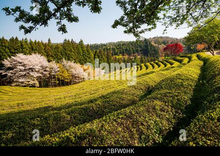 Beosong County, Südkorea - 18. APRIL 2020: Boseong County ist die Heimat der am höchsten produzierenden Teefelder in Korea, bekannt für die Qualität des Grüns Stockfoto