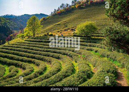 Beosong County, Südkorea - 18. APRIL 2020: Boseong County ist die Heimat der am höchsten produzierenden Teefelder in Korea, bekannt für die Qualität des Grüns Stockfoto