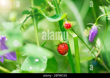 Rote Beeren von wilden Erdbeeren auf einem Stängel mit Wassertröpfchen und lila Blüten im Waldgras Stockfoto