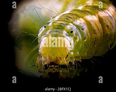 Ein Makrofoto einer grünen Raupe, die alle Details auf dem Körper zeigt Stockfoto