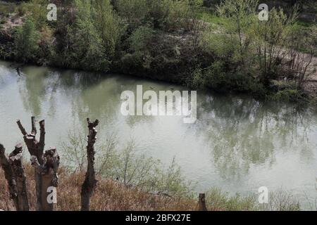 Benevento - Oca del Nilo nel fiume Stockfoto