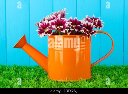 Bunte Chrysanthemen in orange Gießkanne auf blauem Zaun Hintergrund Stockfoto