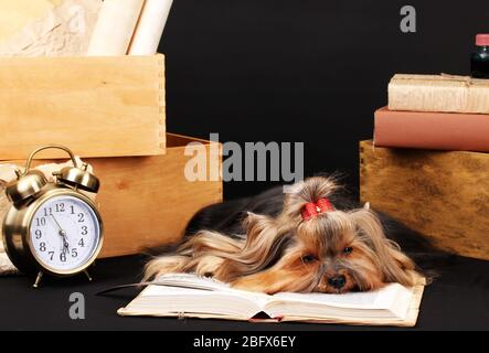 Wunderschöner yorkshire Terrier umgeben von Antiquitäten auf schwarzem Hintergrund Stockfoto