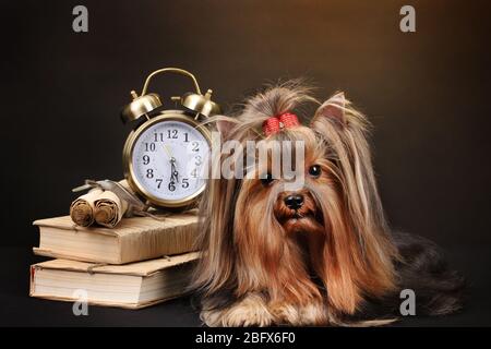 Wunderschöner yorkshire Terrier umgeben von Antiquitäten auf farbenfrohem Hintergrund Stockfoto