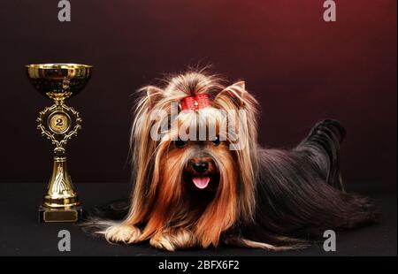 Wunderschöner yorkshire Terrier umgeben von Antiquitäten auf farbenfrohem Hintergrund Stockfoto
