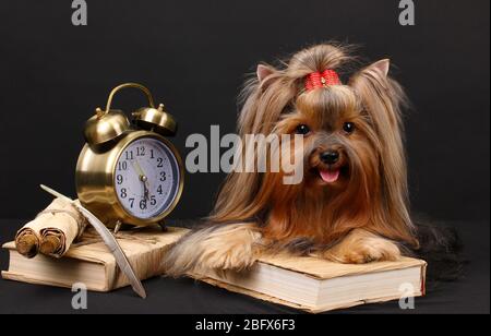 Wunderschöner yorkshire Terrier umgeben von Antiquitäten auf schwarzem Hintergrund Stockfoto