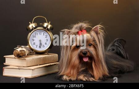 Wunderschöner yorkshire Terrier umgeben von Antiquitäten auf farbenfrohem Hintergrund Stockfoto