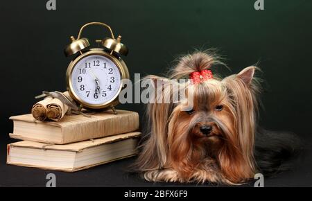 Wunderschöner yorkshire Terrier umgeben von Antiquitäten auf farbenfrohem Hintergrund Stockfoto