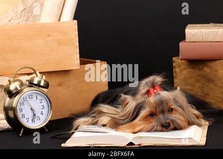Wunderschöner yorkshire Terrier umgeben von Antiquitäten auf schwarzem Hintergrund Stockfoto