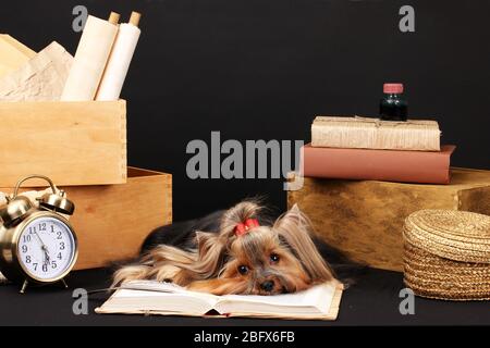 Wunderschöner yorkshire Terrier umgeben von Antiquitäten auf schwarzem Hintergrund Stockfoto