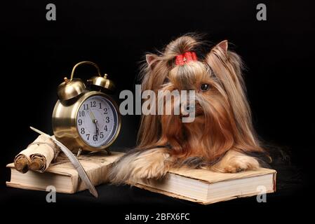 Wunderschöner yorkshire Terrier umgeben von Antiquitäten auf schwarzem Hintergrund Stockfoto