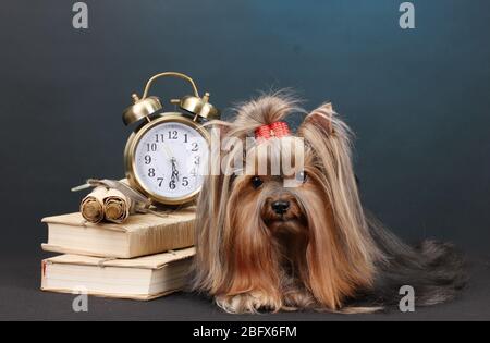 Wunderschöner yorkshire Terrier umgeben von Antiquitäten auf farbenfrohem Hintergrund Stockfoto