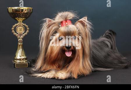 Wunderschöner yorkshire Terrier umgeben von Antiquitäten auf farbenfrohem Hintergrund Stockfoto