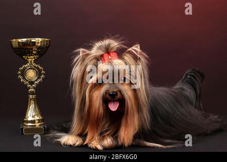 Wunderschöner yorkshire Terrier umgeben von Antiquitäten auf farbenfrohem Hintergrund Stockfoto