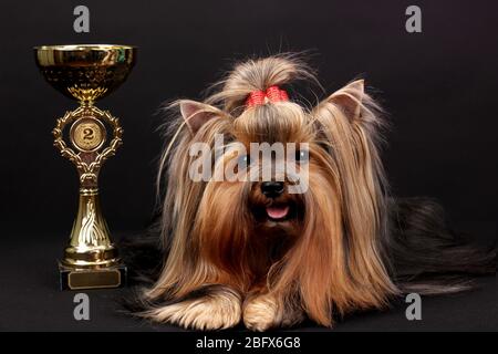 Wunderschöner yorkshire Terrier umgeben von Antiquitäten auf schwarzem Hintergrund Stockfoto