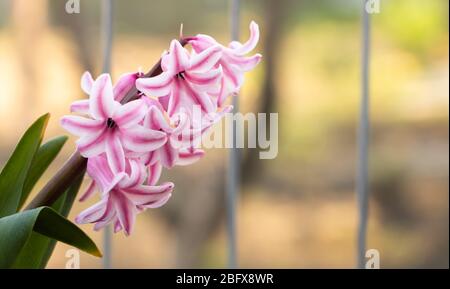 Hyazinthen blühend in rosa gemischt mit weiß. Wie für Hyazinthen Konzept zu pflegen Stockfoto