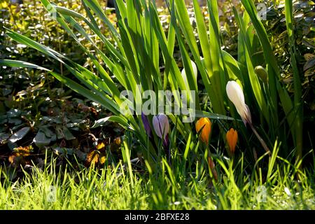 Bunte Krokus Blumen im Garten in der hellen Sonne Stockfoto