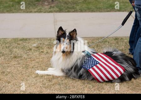 Helena, Montana - 19. April 2020: Ein im Gras liegendes Grenzkollie mit einer amerikanischen Flagge auf dem Rücken bei einem Protest am Kapitol über die Schließung d Stockfoto