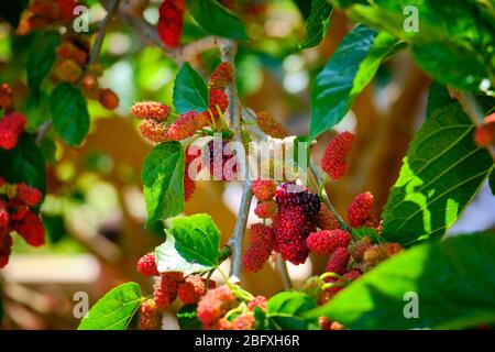 Reifende Früchte an den Zweigen eines Maulbeerbaums. Stockfoto