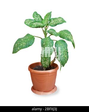 Zimmerpflanze Dieffenbachia mit großen grünen Blättern in braunen Blumentopf isoliert auf weißem Hintergrund Stockfoto